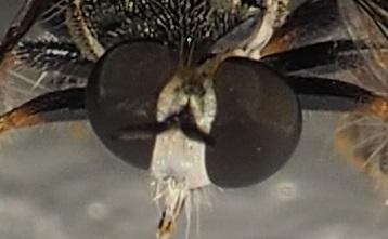 Atomosia sp.
